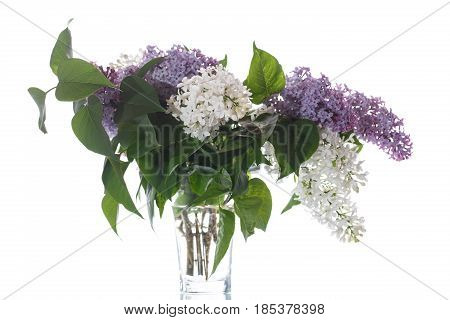 Bouquet Of Lilac