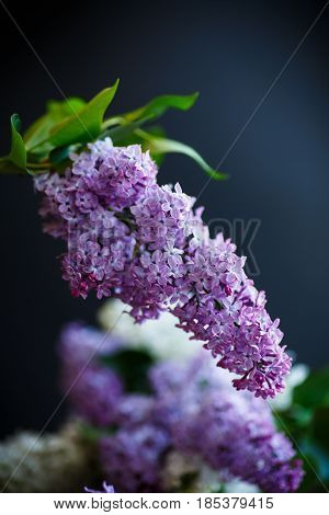 Branch Of Lilac