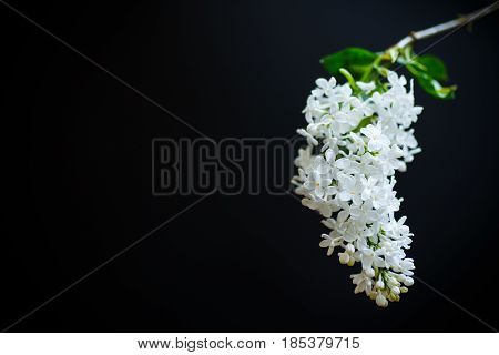 Branch Of Lilac