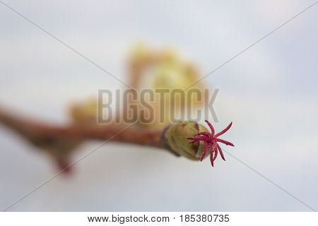 High Magnification Of Hazel (corylus) Bud With Female Blossom