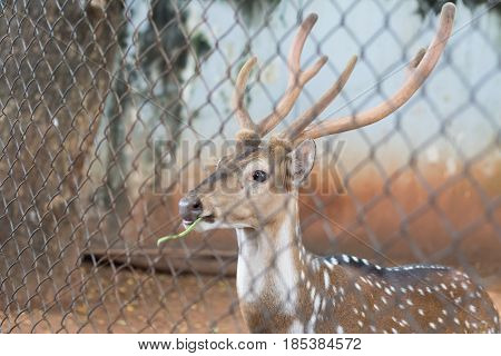 The chital or cheetal also known as spotted deer or axis deer 