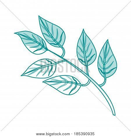 blue silhouette image side view branch with ramifications and leaves vector illustration