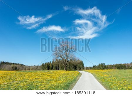 Narrow road or bikeway path crosses a beautiful Dandelion flower meadow towards a big solitary tree. in springtime. Location Bavaria, Alps, Allgau, Germany. Fresh green grass, blue sky and white clouds.