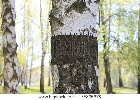 Trunk of birch tree with black-and-white birch bark close-up in birch grove for congratulatory or advertising text