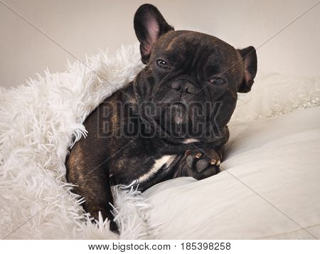 Funny sleepy dog in bed under a fluffy white blanket