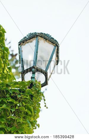 Night Street Lamp Overgrown With Green Ivy