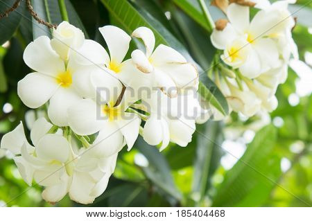 Plumeria flowers white flowers in the garden