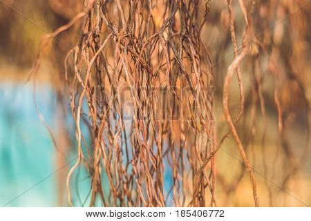The Roots Of The Old Tree Tree With Aerial Roots