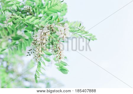 Close-up of the acacia tree blooming in springtime