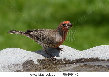 Male house finch in full breeding color. Drinking from a bird bath.