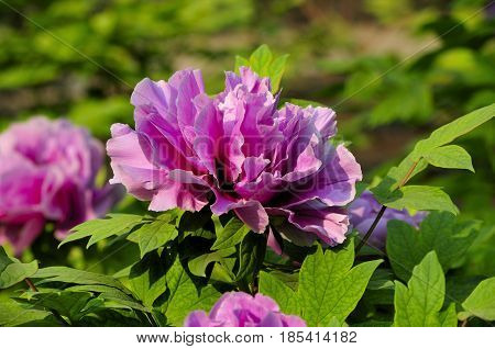 Pink peonies blooming in a flower garden within Jingshan park located in the city of Beijing China.