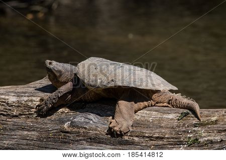 A Common Snapping Turtle basking on a log in the Milwaukee River.