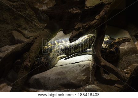 A Burmese python laying under a heat lamp
