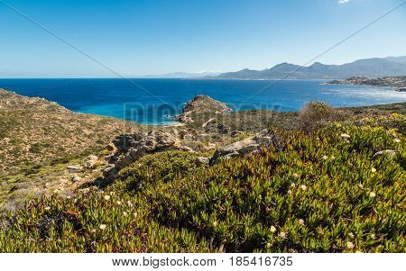 Flowers amongst the maquis and rocks of Revellata on the west coast of Corsica with the citadel of Calvi and snow capped mountains in the distance and deep blue sky and Mediterranean sea