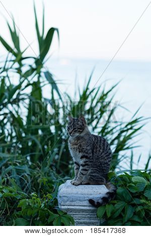 Gray striped cat sitting on stone column pillar with blurred plants behind it