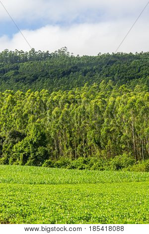 Soy Plantation And Eucalyptus Forest