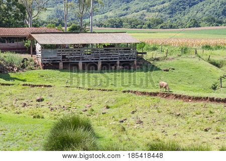Sheep In The Farm