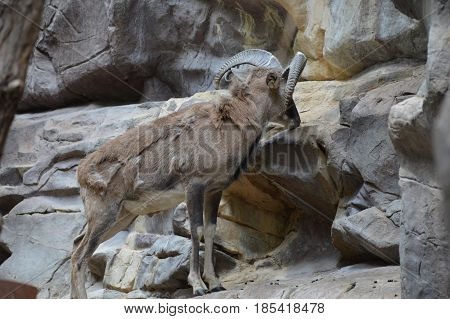 A male Urial climbing on the rocks