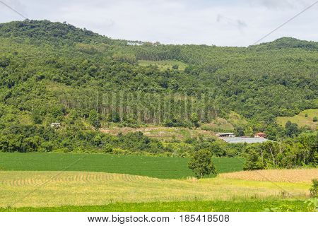 Forest And Farm