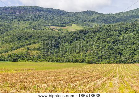 Forest And Corn Plantation