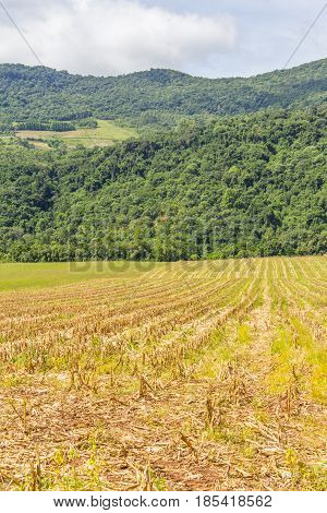 Forest And Corn Plantation