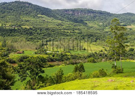 Soy Plantation And Farm