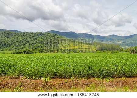 Soy Plantation And Farm