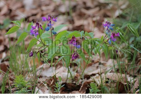 Lathyrus Vernus (spring Vetchling, Spring Pea, Or Spring Vetch)