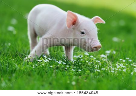 Young Pig On Grass