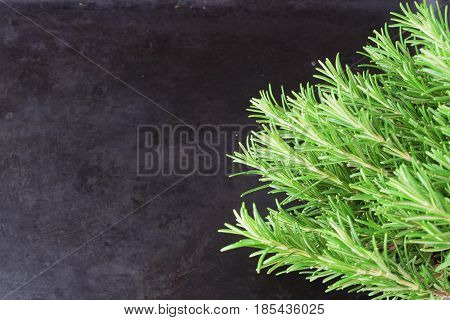 Dark abstract background with a bunch of fresh rosemary aside