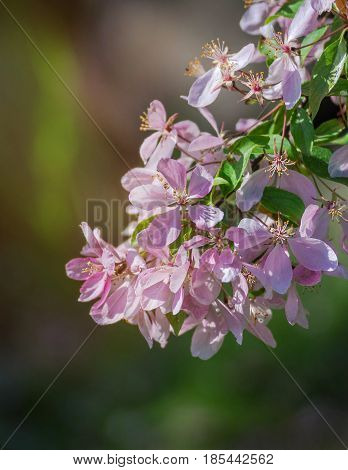 Close up of apple tree blooms on sunny spring morning. Beautiful spring tree pink blossoms background. Branch with flowers of an apple-tree of Nedzvetsky (Malus niedzwetzkyana). Pink flowers of apple.