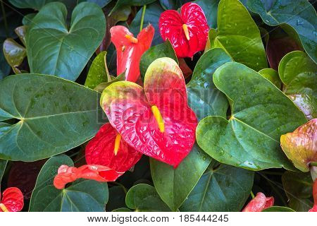 Red and pink anthurium flower also known as tail flower flamingo flower and laceleaf in dark tone.