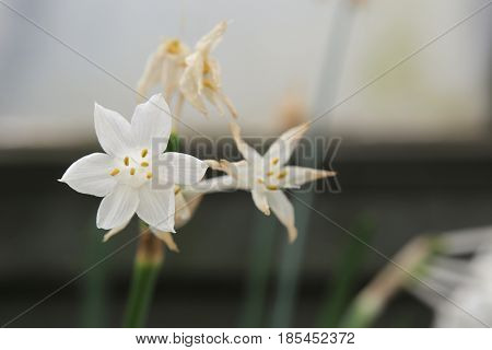 Blossoms Of Narcissus Broussonetii, Species Of The Genus Narcissus (daffodils)