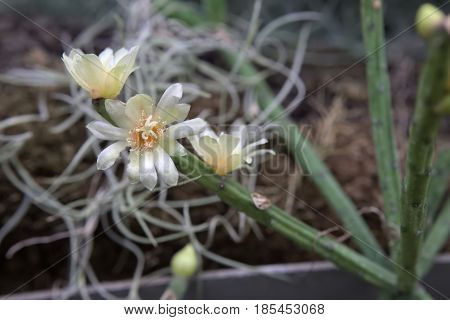 Rhipsalis Neves-armondii, A Species Of Mistletoe Cacti