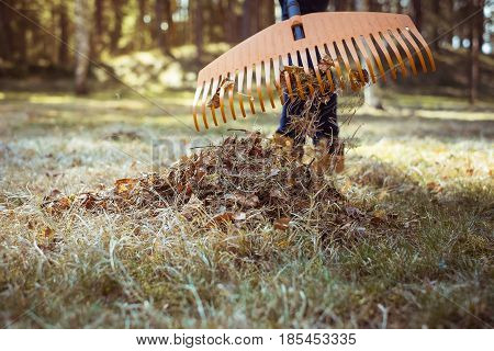 Removal Of Old Autumn Leaves By Rake