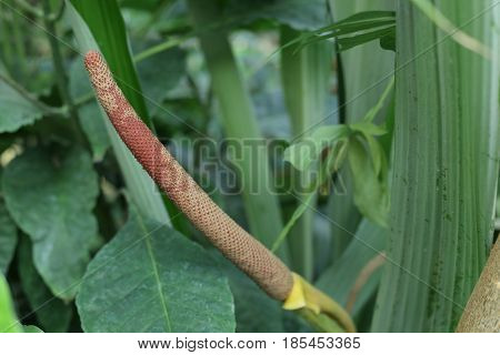 Inflorescence Of Anthurium Schlechtendalii, A Tailflower Species