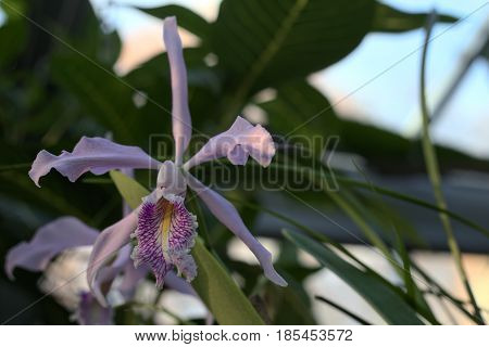 Cattleya Maxima (largest Cattleya), An Orchid Species