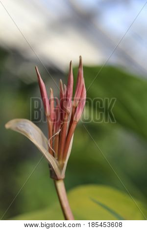 Buds Of Crinum Purpurascens, A Plant From The Family Amaryllidaceae