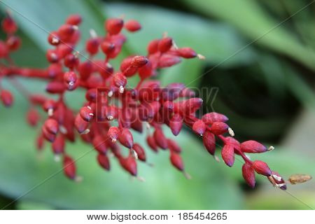 Red Inflorescence Of A Bromeliaceae Plant Species