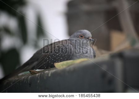Diamond Dove (geopelia Cuneata) Is Nearly Sleeping