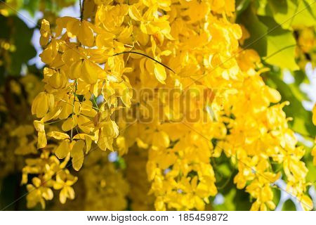 Close-up of a Ratchaphruek flower slective focus and with a very shallow depth of field. Thai national flower.