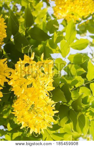 Close-up of a Ratchaphruek flower slective focus and with a very shallow depth of field. Thai national flower.