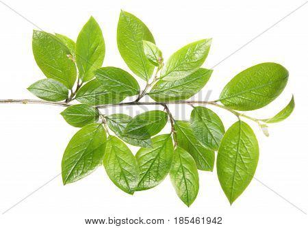 Branch with green foliage isolated on white background. Branch of shiny cotoneaster (Cotoneaster lucidus) with young green leaves