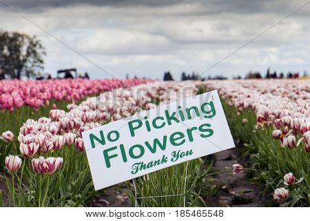 A No Picking Flowers sign in a Tulip field.