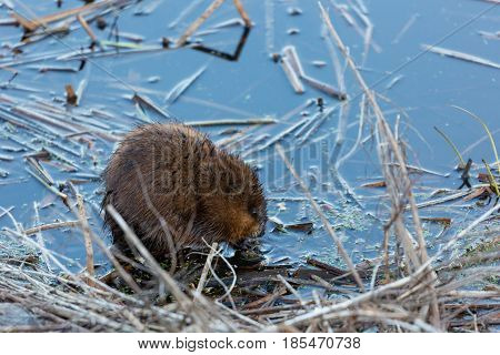 Muskrat (Ondatra zibethicus) eating in the water at Lake Wausau