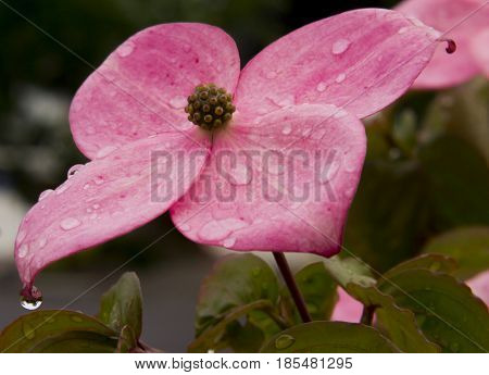 Single pink flower from a Japanese Dog Wood covered in rain drops