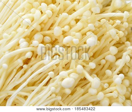 Fresh white mushrooms closeup-texture. Background from many mushrooms