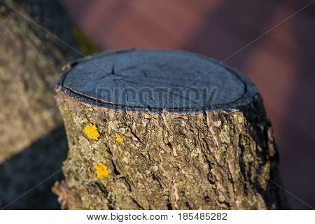 Cutting trees in the city. Pruning trees.