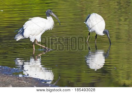 A pair of Australian White Ibis feeding at a lake in Perth, Western Australia.
