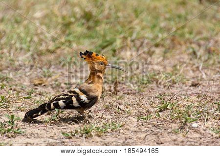 A Hoopoe (Upupa epops) foraging on the ground. Ol Pejeta Conservancy Kenya.